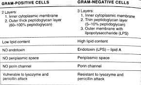 Bacterial Taxonomy 1 Classification Based On Morphology