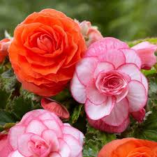 Image result for Begonia poculifera