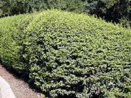 Image result for Ligustrum sinense