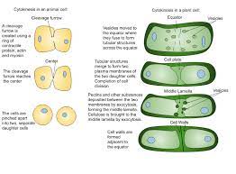 Maybe you would like to learn more about one of these? File Plant And Animal Cell Cytokinesis Svg Wikipedia