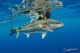 What Could Be Better Warm Clean Water With Giant Sized Yellowtail Kingfish Crisdillon With Great Shot On A Solid Ki Spearfishing Underwater Fish Great Shots