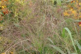 Sie gehört zu der familie der süßgräser (poaceae). Rutenhirse Panicum Virgatum Pflege Und Sorten Gartendialog De