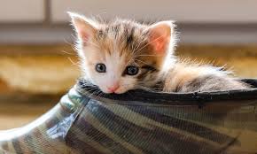 Directions for mixing oral suspension:add required amount of water (see following table) to the bottle and shake vigorously. Amoxicillin For Cats How It Works Dosage And Side Effects