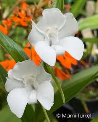 Image result for Habenaria petitiana