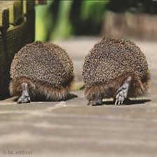 Pin Auf Tiere