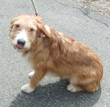 Pin On Dog Pounds