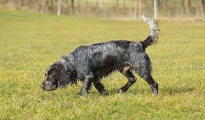 Image result for německý křepelák postava