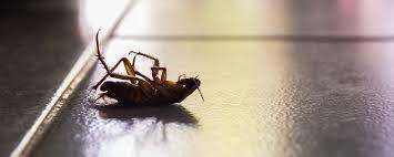 Comprehensive pest control in newport news, va. Best Pest Control Exterminator Newport News Va Eco Pest Control