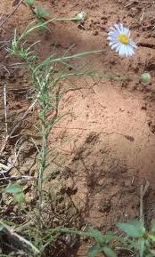 Image result for Felicia muricata