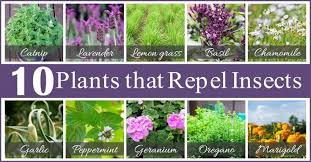 Bugs can ruin any sunny summer day. How To Keep Bugs Away 15 Natural Ways To Keep Bugs Aways