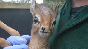 The pair produce young every six months or so. Twycross Zoo Welcomes First Ever Baby Dik Dik Central Itv News