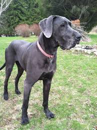 Pin On Animals D