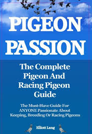 How to race, breed, win and makey money. Racing Pigeon Breeds Pdf Kvrd Kaosudyuf Site