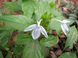 Image result for Ecbolium hastatum