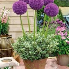 les anemones plante bulbeuse de la fleur du vent conseil jardin allium flowers plants planting flowers