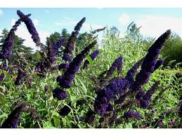 Image result for Komule empire blue