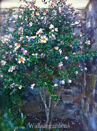 Camellia Sasanqua Spring Bloom Tree Form Fragrant Flowers Fragrant Flowers Camellia Tree Spring Blooms