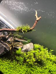 Characterized by its bold green hue, it is a commonly used moss in many famous aquascapes. Any Tips On Growing Christmas Moss Currently Has Some Sort Of Cotton Like Algae On It Any Insights Would Be Appreciated Aquascape