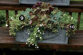Buy ajuga at crocus for £8.99. 10 Plants For Year Round Containers Finegardening