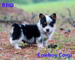 Healthy, happy fun loving corgi pups. Cowboy Corgis Coming Soon Blue Heeler And Catahoula Puppies