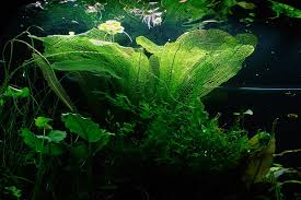 Image result for Aponogeton rehmannii