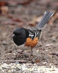 Birds Of Eastern Washington State Spotted Towhee Pipilo Maculatus Backyard Birds Watching Backyard Birds Bird Drawings