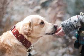 Hours may change under current circumstances Oklahoma Pets 10 Affordable Vet Care Resources Low Income Relief