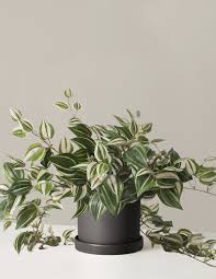 Image result for Tradescantia zebrina