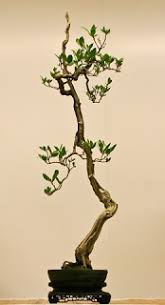 Temukan gambar stok bonsai beresolusi hd dan jutaan foto, ilustrasi, dan vektor stok tanpa royalti lainnya di koleksi shutterstock. Contoh Bentuk Bonsai Catatan Ringan