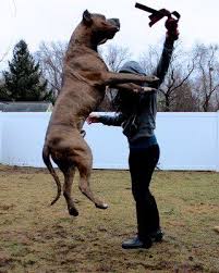 American Bully 160lbs Pitbull Xxl Dogs American Pitbull Terrier
