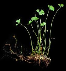 Image result for Marsilea villifolia