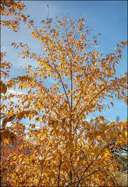 Maybe you would like to learn more about one of these? Escarpment Black Cherry Tree Turned Yellow Portraits Of Wildflowers