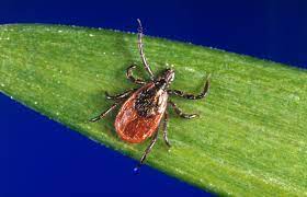Pa Lyme Disease Bill Would Change Coverage Amid Controversy Whyy