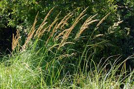 Image result for Agrostis epigejos