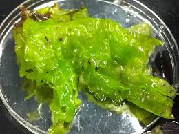 Image result for Lactuca imbricata