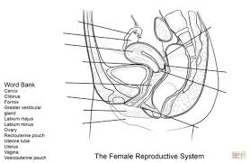 The ovary is a paired structure, located in the upper pelvic cavity. 7 Human Reproduction Ideas Reproductive System Female Reproductive System Body Systems