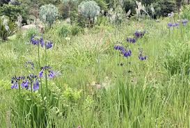 Image result for Agapanthus inapertus