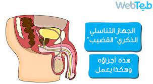 كيفية سرعة علاج نزلة البرد. Ø§Ù„Ù‚Ø¶ÙŠØ¨ Ø§Ù…ÙˆØ± ÙŠØ­Ø§ÙˆÙ„ Ø£Ù† ÙŠÙ‚ÙˆÙ„Ù‡Ø§ Ø¹Ù† ØµØ­ØªÙƒ ÙˆÙŠØ¨ Ø·Ø¨