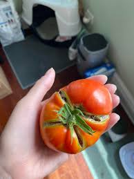 We did not find results for: Why Are My Tomatoes Splitting Like This Are They Still Good To Eat Gardening