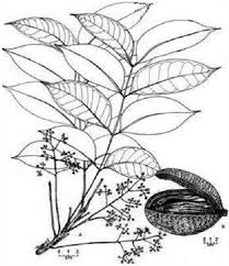 Image result for Swietenia