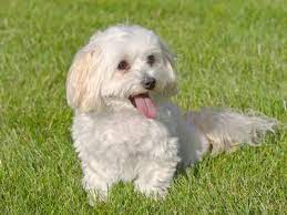 K and k puppies texas licensed breeder Maltipoo Breeders In Texas Our Fit Pets