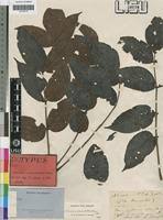 Image result for Lannea antiscorbutica