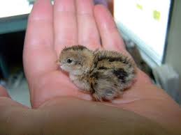 Baby Bird Identifier By Picture Baby Quail Baby Bird Cute Baby Animals Bird Species