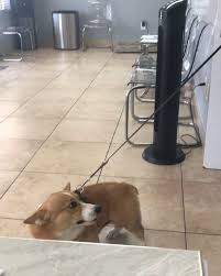 How likely is it that you would recommend the vet2pet platform to a. Vet To Pet Animal Clinic Home Facebook