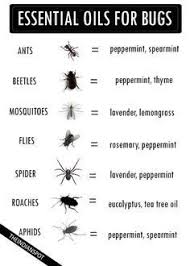 Black Ant King Pills Side Effects Essential Oils To Get Rid Of Bugs Best Essential Oils Bed Bugs Essential Oils Essential Oils