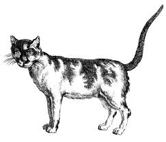 Dog and cat clipart black and white black cat clip art black and white cat and dog together clipart christmas cat and dog clipart free dog and cat cartoon clipart. 8 Black And White Cat Clipart The Graphics Fairy