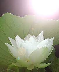 Lotus Flower Dscn7925 Lotus Flower Images Beautiful Flowers Lotus Flower Bomb