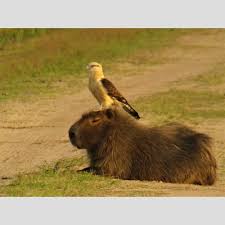 Find the perfect carpinchos stock photo. Hydrochoerus Hydrochaeris Carpincho Capibara Capybara Sib Parques Nacionales Argentina