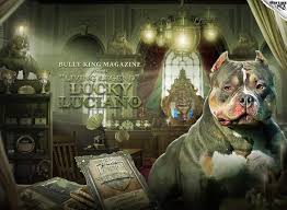 The Story Of Lucky Luciano The American Bully Board