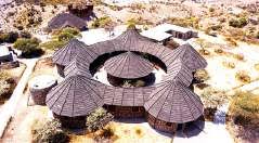 Image result for Dialium holtzii